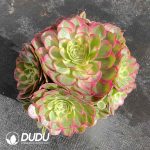 [RTS]Aeonium Flowers in Mirror Moon in Water Clustering - Image 2