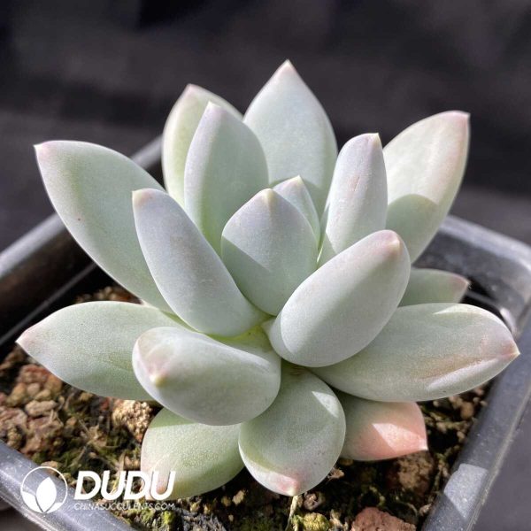 Pachyphytumc Tricolor Beauty - Image 2