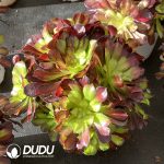 [RTS]Aeonium River Full of Red Clustering - Image 2