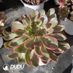 Aeonium Devil’s Eye - Image 2