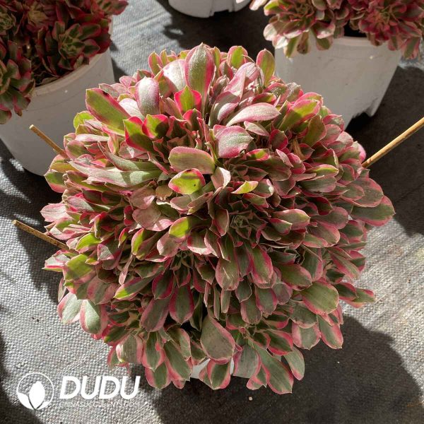 [RTS]Aeonium Banshee Clustering - Image 2