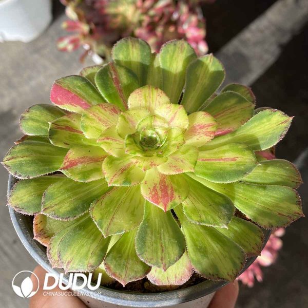[RTS]Aeonium Zhi Fou - Image 2