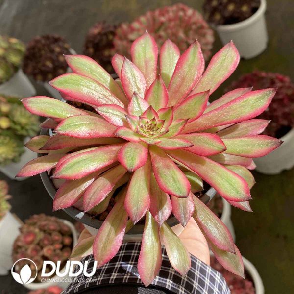 [RTS]Aeonium White Lover - Image 2