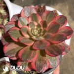 [RTS]Aeonium Good Fortune - Image 2