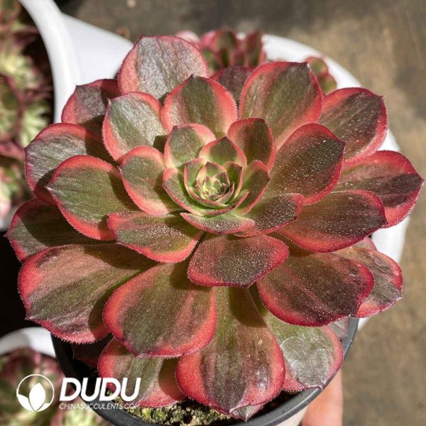 [RTS]Aeonium Good Fortune - Image 2