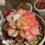 [RTS]Aeonium Black Devil Variegated - Image 2