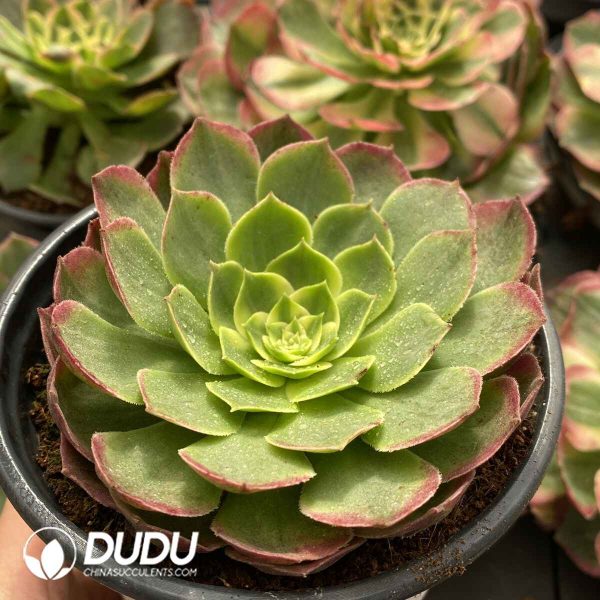 [RTS]Aeonium Flowers in Mirror & Moon in Water - Image 2