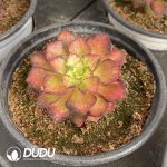 [RTS]Aeonium Dragon Scale - Image 2