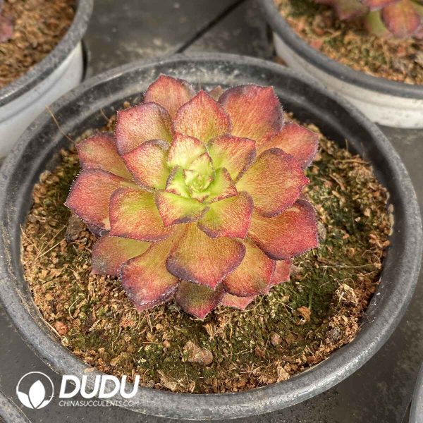 [RTS]Aeonium Dragon Scale - Image 2