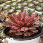 [RTS]Aeonium White Moonlight - Image 2
