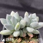 Pachyphytumc Tricolor Beauty Double Heads - Image 2