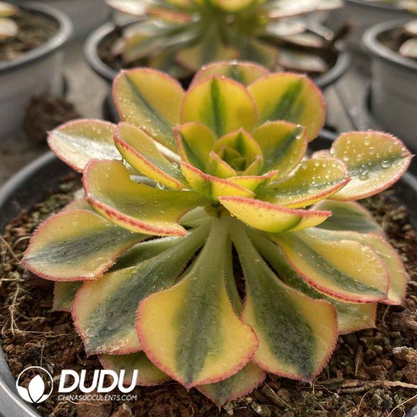 [RTS]Aeonium Sunburst Single head with pups - Image 2