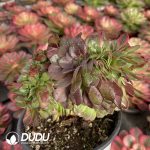 [RTS]Aeonium Blue Atoll Cristata - Image 2