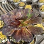 [RTS]Aeonium Moonlight - Image 2