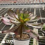 Aeonium Phantom - Image 2