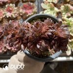 [RTS]Aeonium Black Beauty Cistata - Image 2