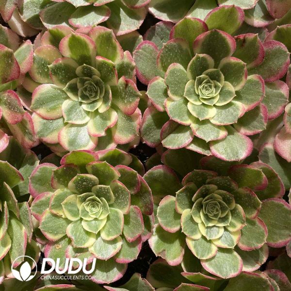 [RTS]Aeonium Jinghua Shuiyue - Image 2