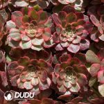 [RTS]Aeonium Red Flame Variegated - Image 2