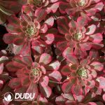 [RTS]Aeonium Peacockii - Image 2