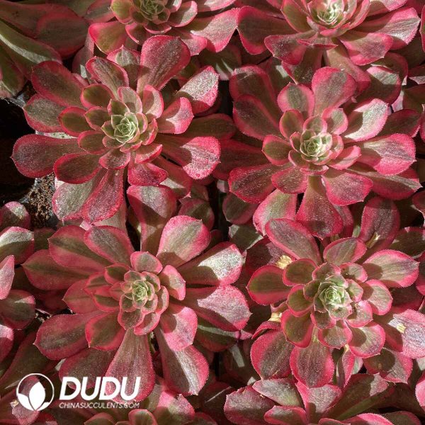 [RTS]Aeonium Peacockii - Image 2