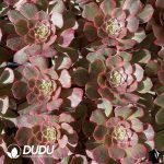 [RTS]Aeonium Pink Fairy - Image 2
