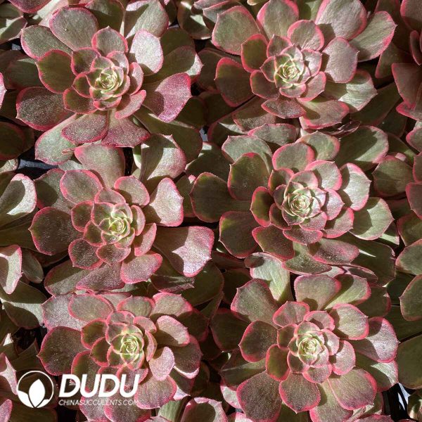 [RTS]Aeonium Pink Fairy - Image 2