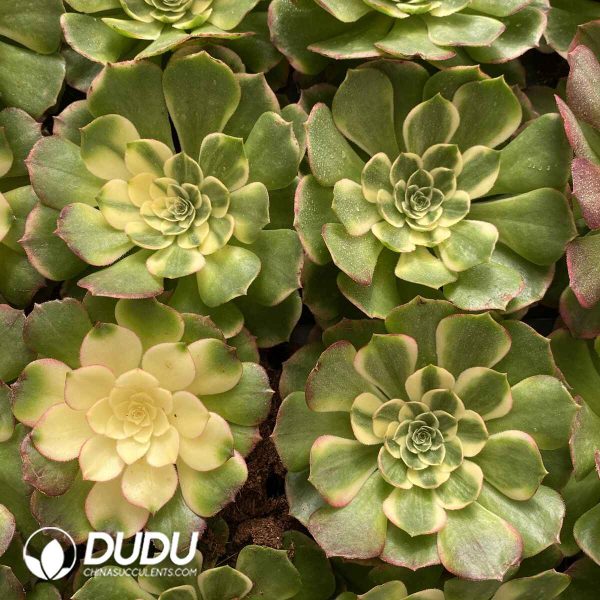 [RTS]Aeonium Neptune - Image 2