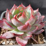 Echeveria Agavoides Casio - Image 2