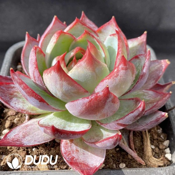 Echeveria Agavoides Casio - Image 2