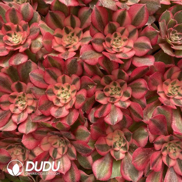 [RTS]Aeonium Half Sugar - Image 2