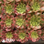 [RTS]Aeonium Water Moon - Image 2