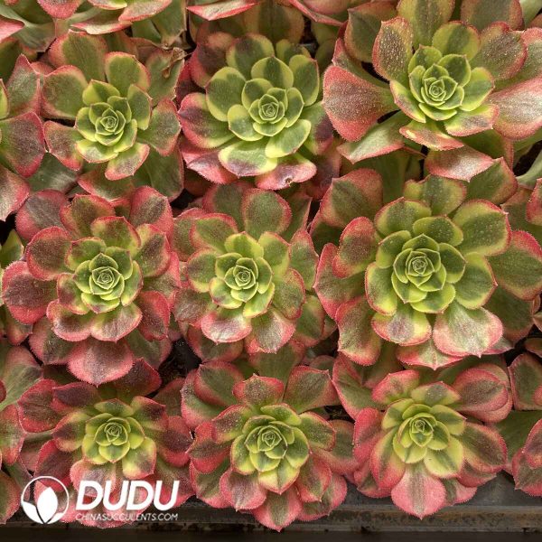 [RTS]Aeonium Water Moon - Image 2