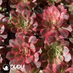 [RTS]Aeonium dodrantale - Image 2