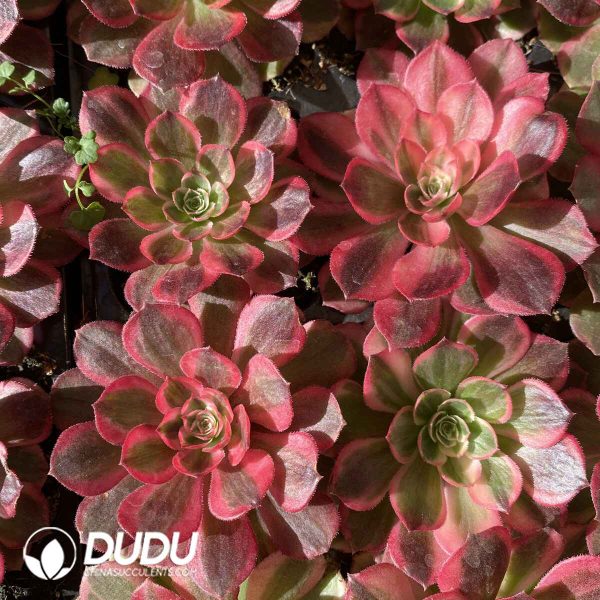 [RTS]Aeonium dodrantale - Image 2