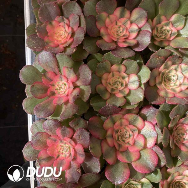 [RTS]Aeonium Litchi - Image 2