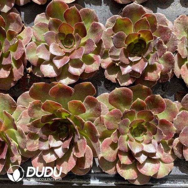 [RTS]Aeonium Vibrant Autumn Color - Image 2