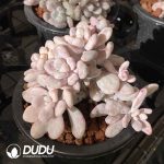 [RTS]Pachyphytum Amethystinum Variegated Clustering - Image 2