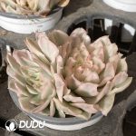 [RTS]Echeveria Purple Butterfly Variegated Clustering - Image 2
