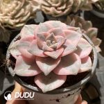 [RTS]Graptopetalum Purple Delight Variegated - Image 2