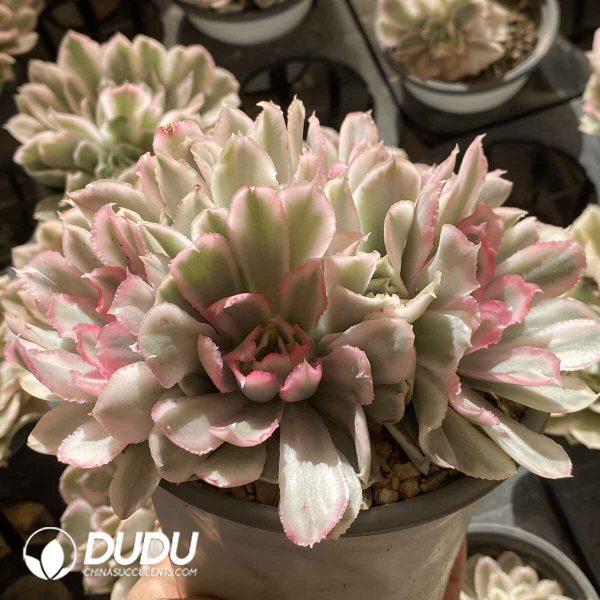 [RTS]Echeveria Purple Butterfly Variegated Clustering - Image 2