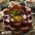 [RTS]Echeveria Red Light - Image 2