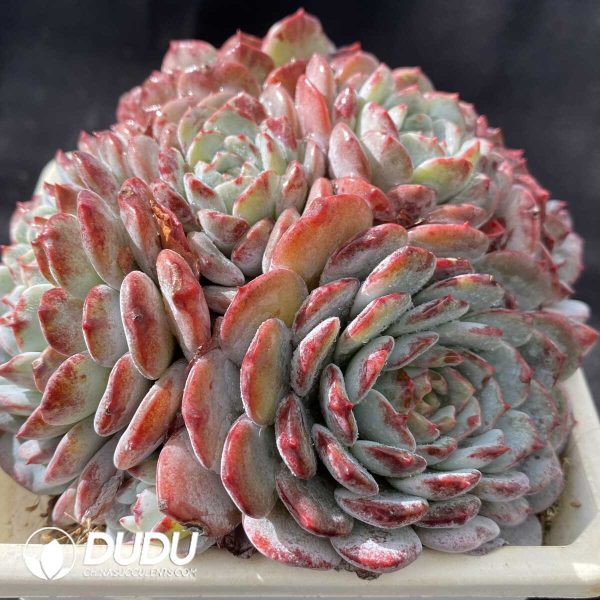 Echeveria White Sundae Clustering - Image 2