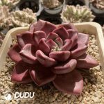 [RTS]Echeveria Hephaestus Mother Plant - Image 2