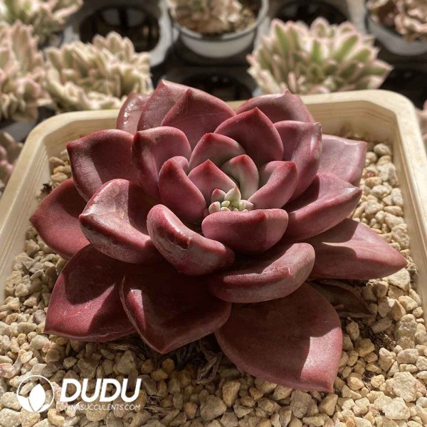 [RTS]Echeveria Hephaestus Mother Plant - Image 2