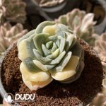 [RTS]Echeveria Lovely Rose Variegated - Image 2