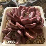 [RTS]Echeveria Hephaestus Mother Plant Double Heads - Image 2