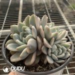 [RTS]Echeveria Orange Monroe Variegated Clustering - Image 2