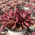 [RTS]Echeveria Hephaestus Double Heads - Image 2