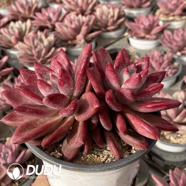 [RTS]Echeveria Hephaestus Double Heads - Image 2
