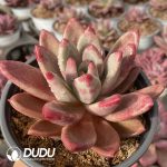 [RTS]Echeveria Hephaestus - Image 2